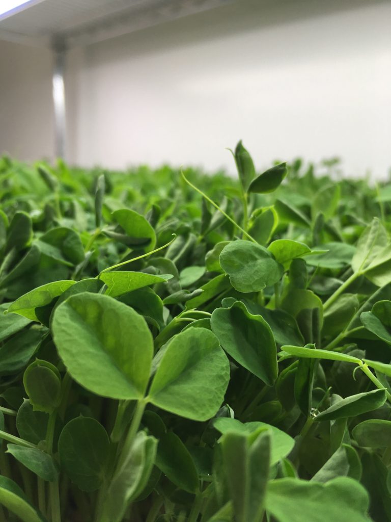 Pea Shoot Microgreens How To Grow & Sell Them Feature Image