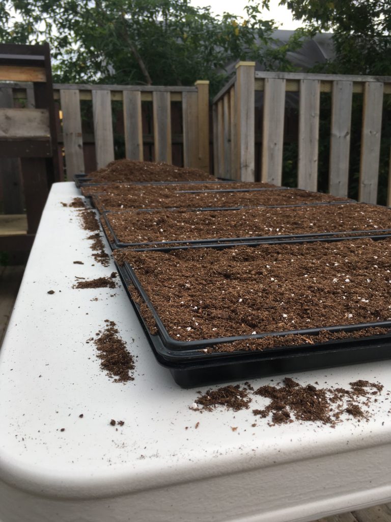 1020 trays with 3L of soil hand leveled prior to soil tamper