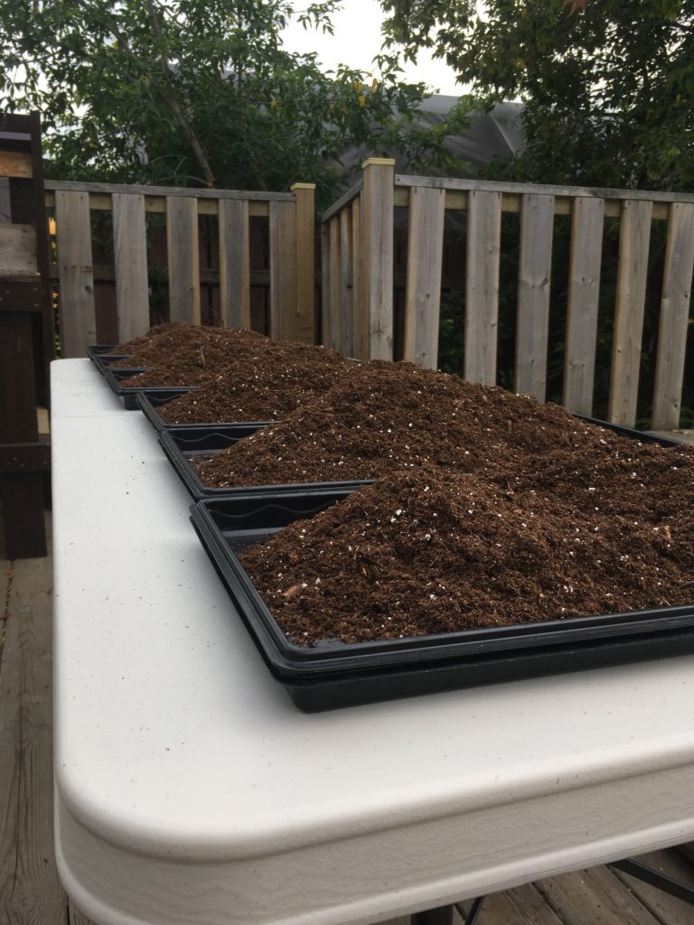 3L of sifted soil added to our 1020 trays