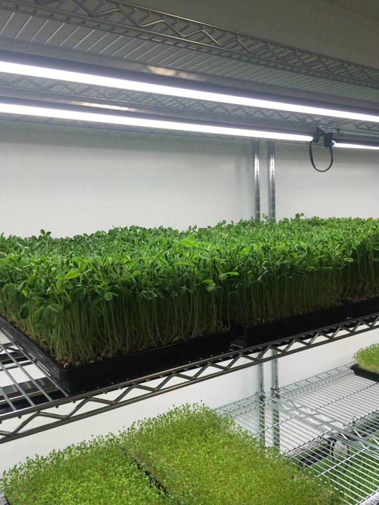 Growing pea microgreens day three ready for harvest (72 hours under lights)