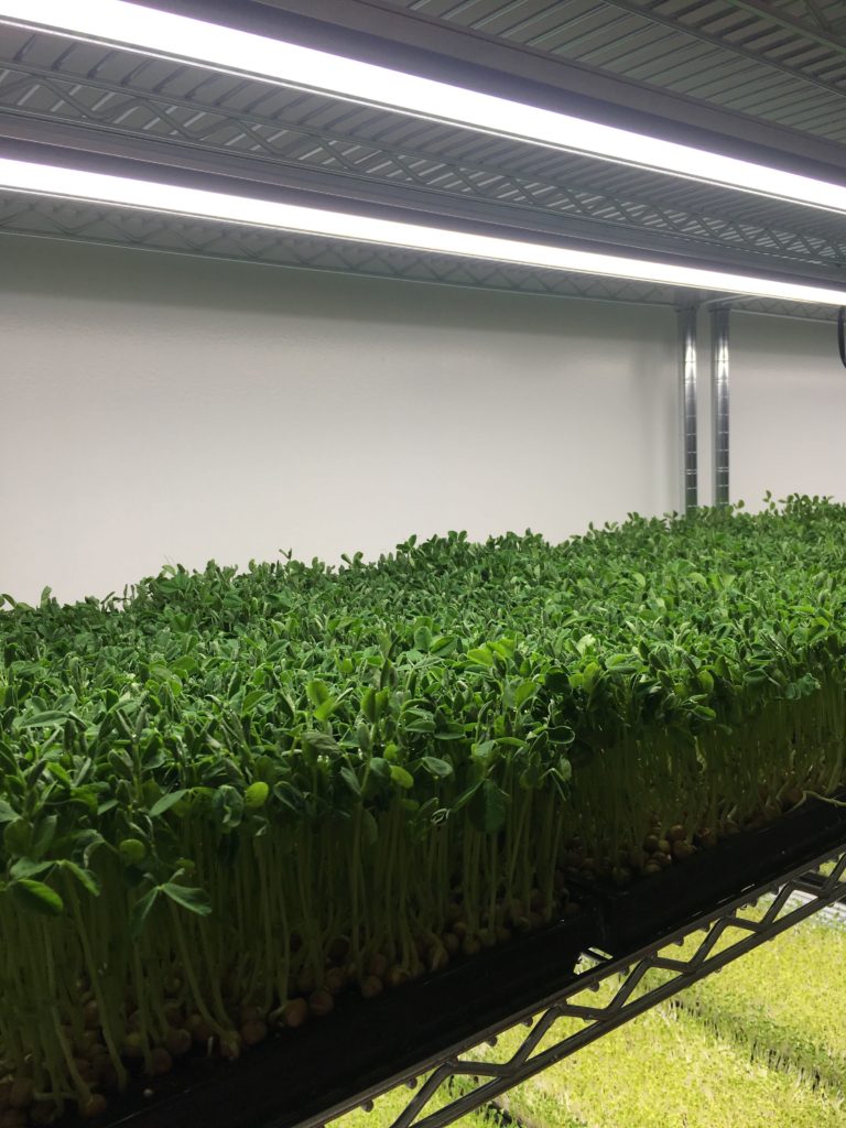 Growing pea microgreens day two (60 hours under lights)