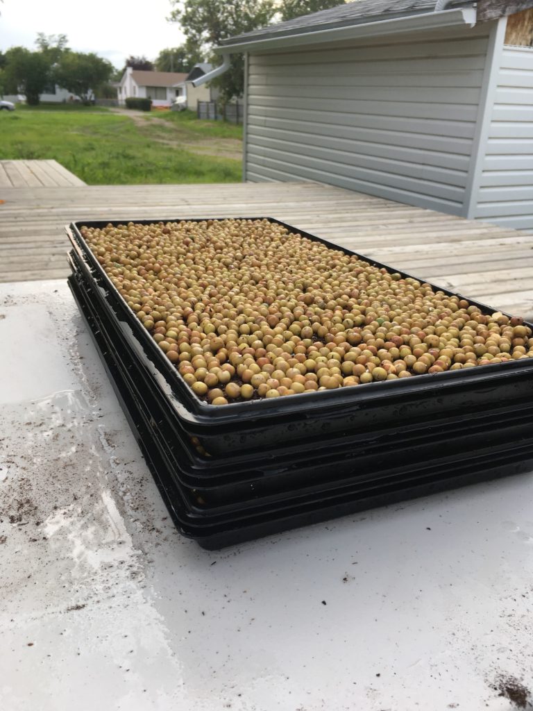 Leveled soaked pea seed stacked three trays high