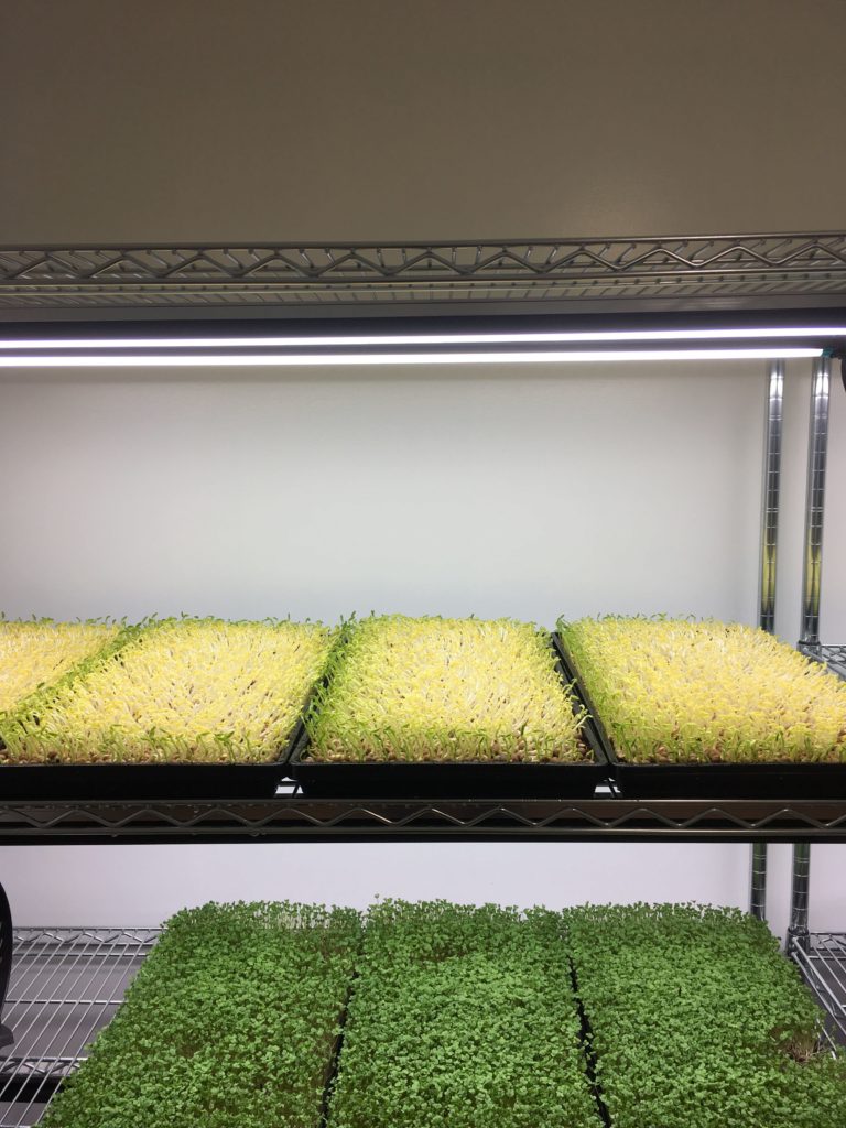 Once top watered placing recently unstacked pea microgreens under grow lights