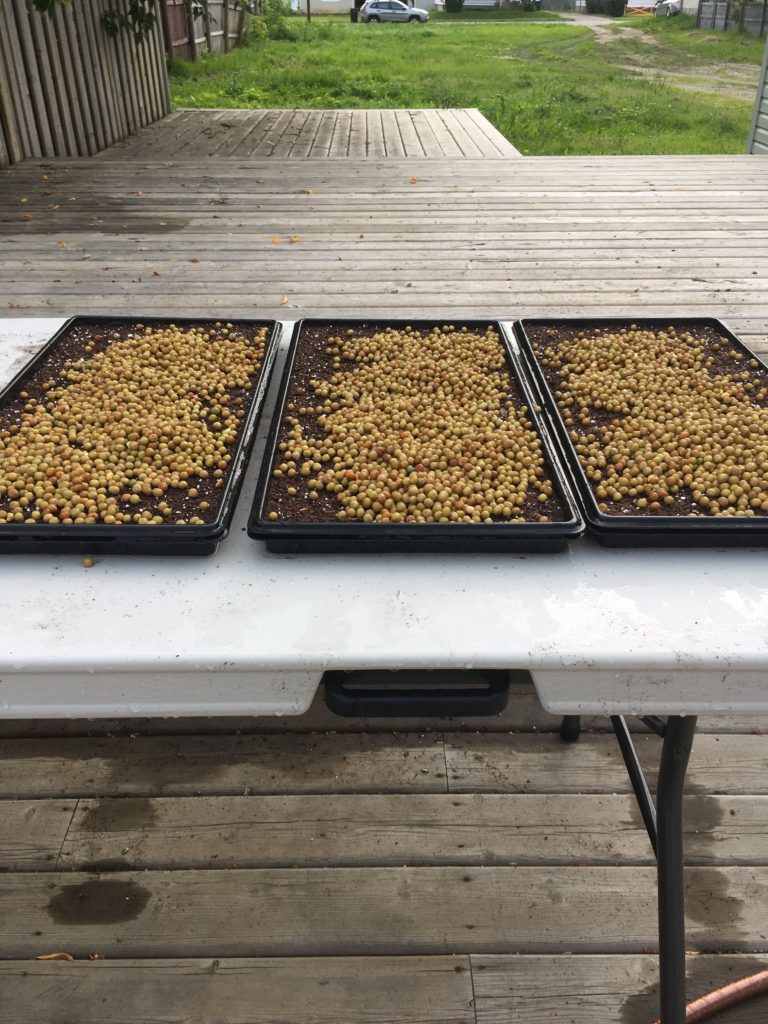 Pea microgreens seed spread across soil bed (unlevel)
