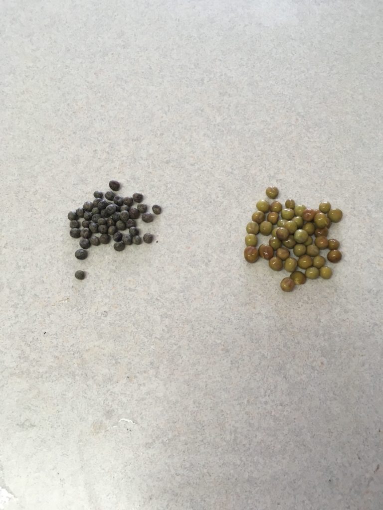 Soaked & sanitized pea microgreens seed before & after picture