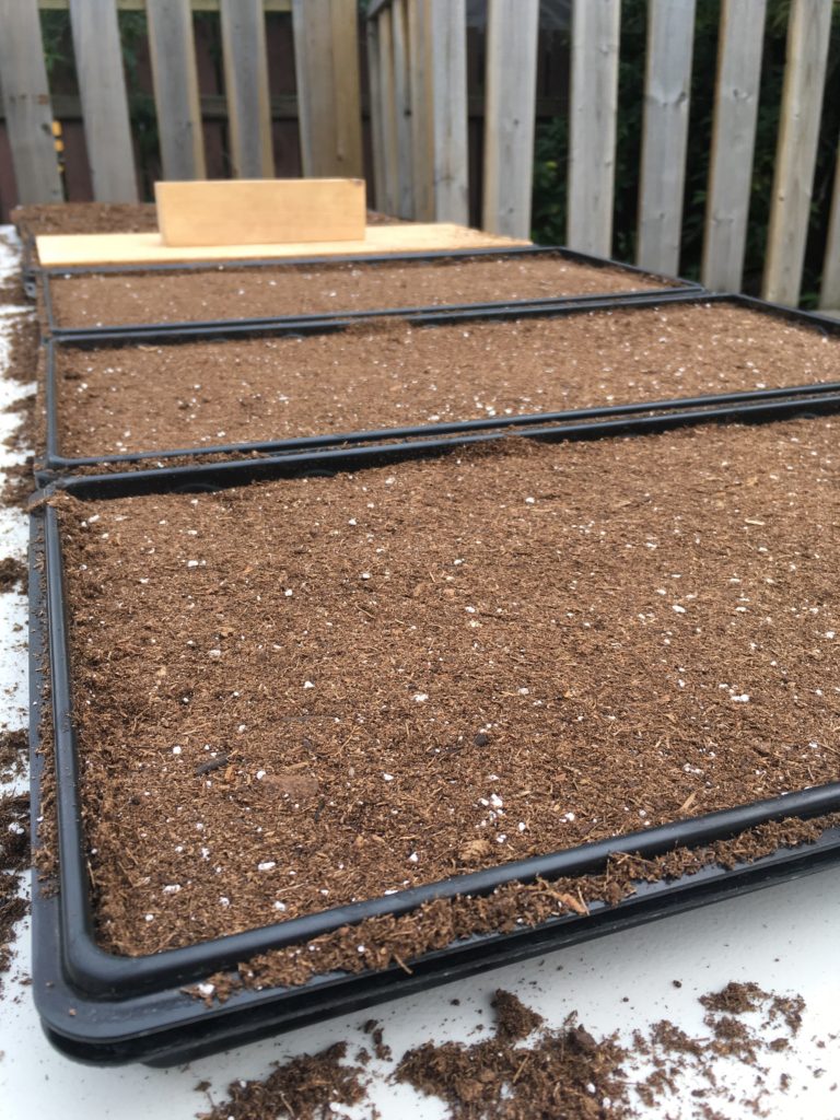 Soil tamper compressing soil on 1020 trays