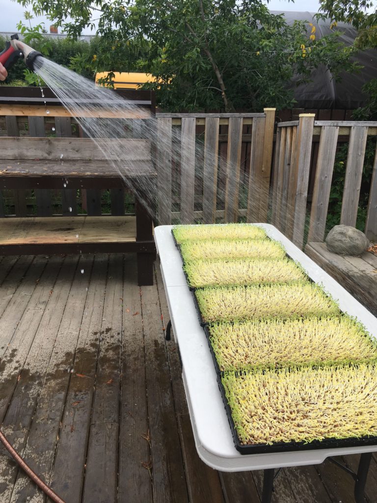 Top watering recently unstacked pea microgreens
