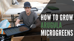 Arugula Microgreens How To Grow From Seed To Harvest Feature Image