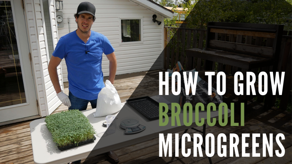 Broccoli Microgreens How To Grow From Seed To Harvest Feature Image
