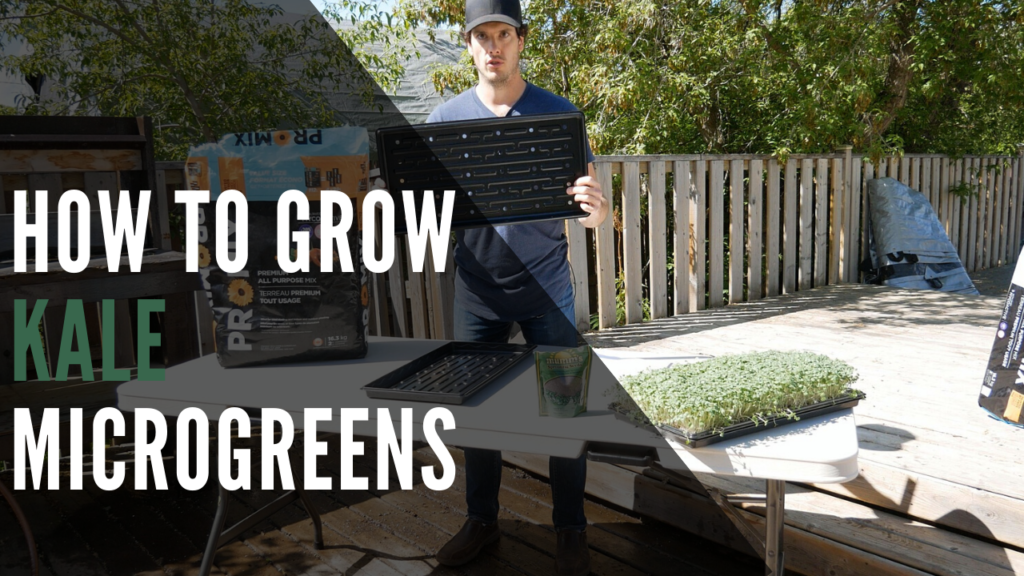 Kale Microgreens How To Grow From Seed To Harvest In 4 Days Feature Image