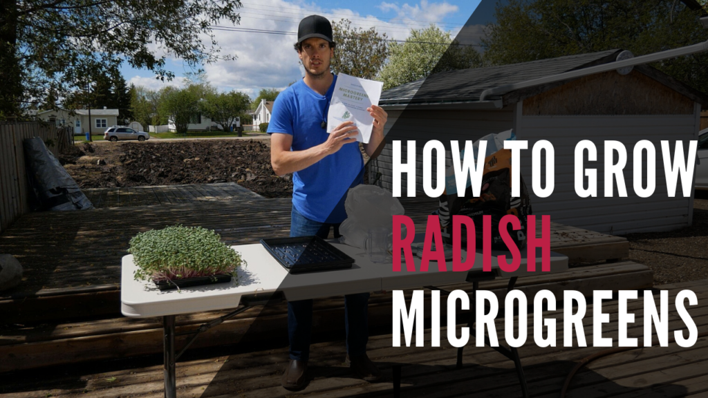Radish Microgreens How To Grow From Seed To Harvest Step-By-Step Feature Image